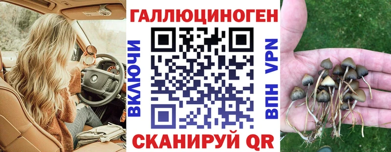 Галлюциногенные грибы Psilocybe  Москва 