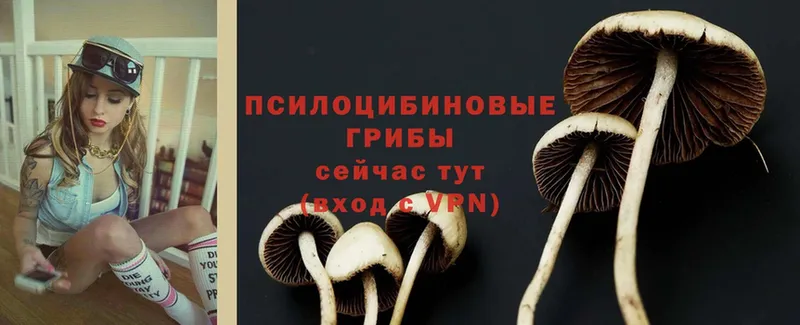 Псилоцибиновые грибы Cubensis  магазин продажи   МЕГА сайт  Москва 